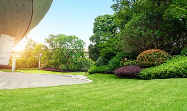 Commercial Shrub Trimming in Richland