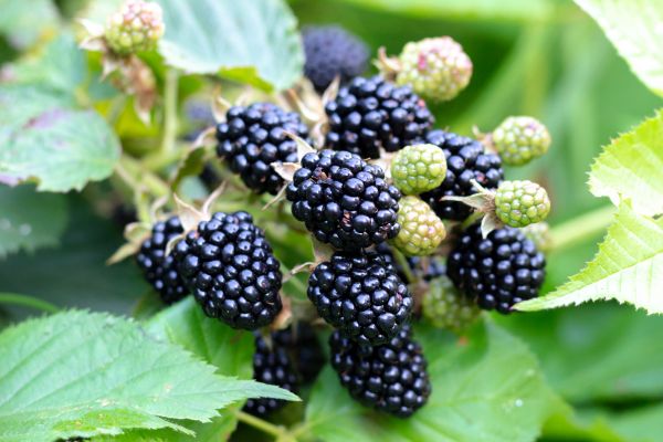 Blackberry Bush Removal in Richland