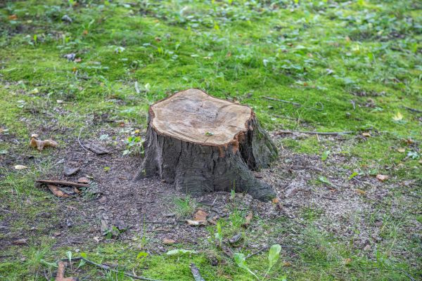 Bush Stump Removal in Richland