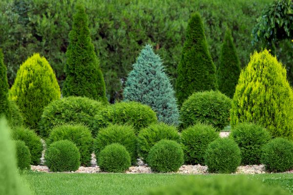 Cost of Bush Trimming Service in Richland