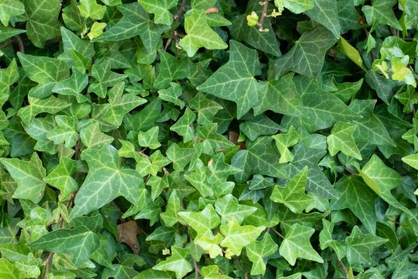 English Ivy Removal in Richland
