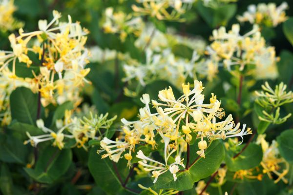 Honeysuckle Removal in Richland