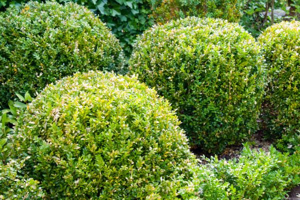 Landscape Trimming Service in Richland