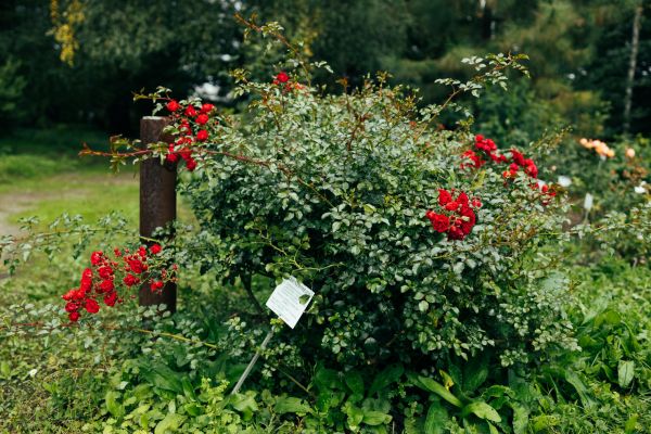 Rose Bush Removal in Richland