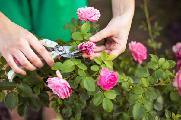Cost of Rose Trimming in Richland