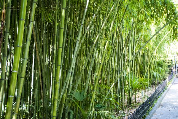 Bamboo Root Removal in Richland