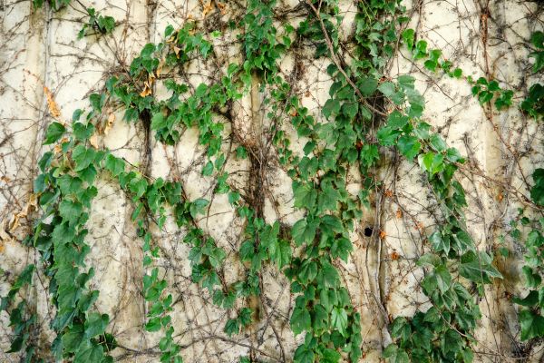 Vine Removal Service in Richland