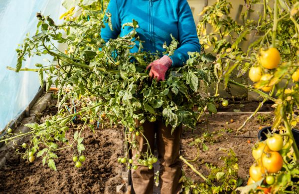 Cost of Garden Plant Removal in Richland