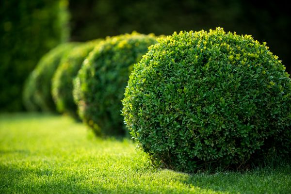 Cost of Bush Pruning in Richland