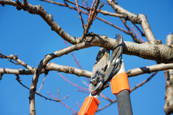 Selective Pruning in Richland