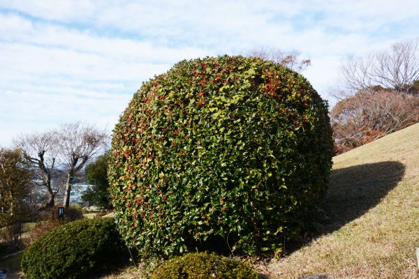 Cost of Holly Trimming in Richland