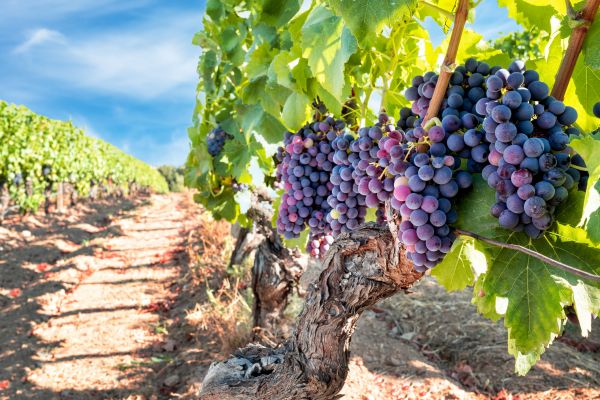 Cost of Grapevine Pruning in Richland