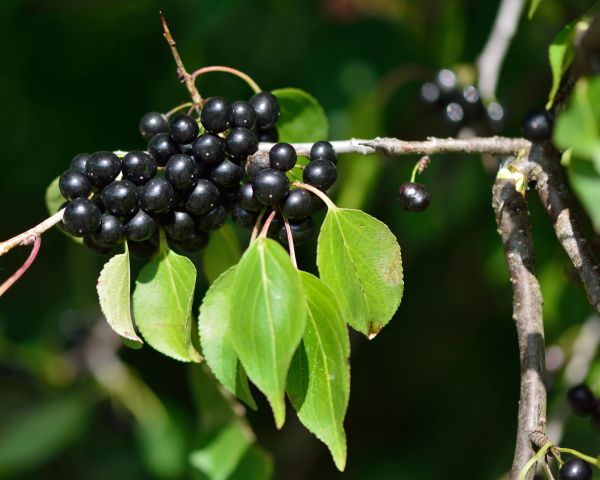 Buckthorn Removal in Richland