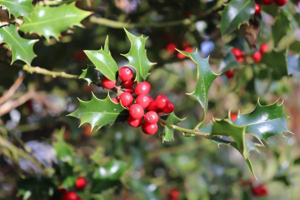 Cost of Holly Tree Trimming in Richland