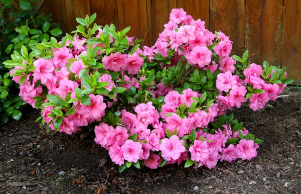 Cost of Azaleas Removal in Richland