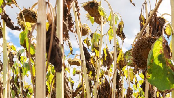 Cost of Dead Plant Removal in Richland