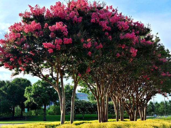 Cost of Crepe Myrtle Pruning in Richland