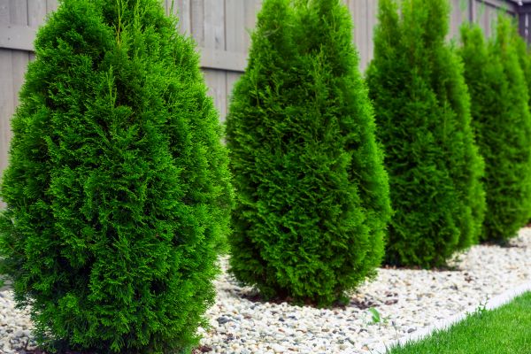 Cost of Arborvitae Pruning in Richland