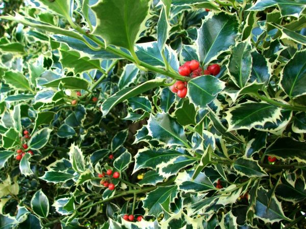 Cost of Holly Bushes Trimming in Richland