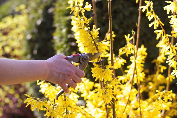 Forsythia Pruning in Richland