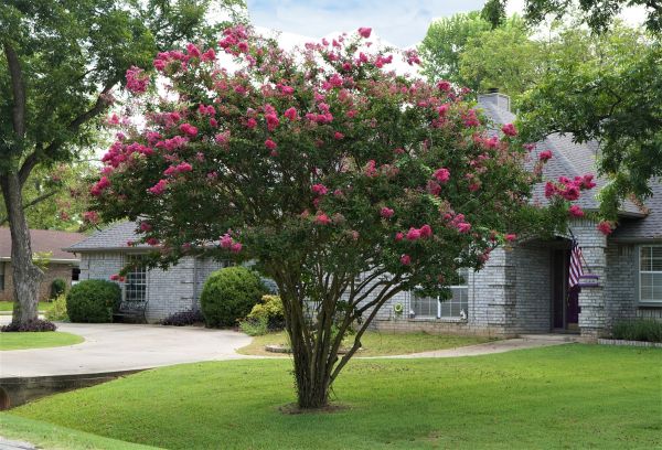 Crepe Myrtle Trimming in Richland