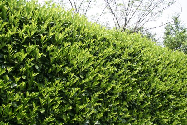 Cost of Laurel Shrub Removal in Richland