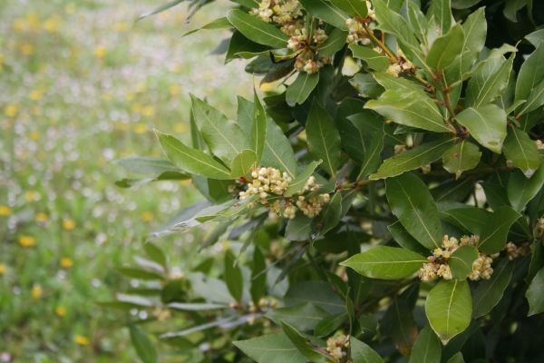 Laurel Trimming in Richland