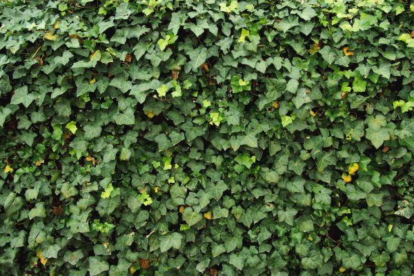 Cost of Ivy Pruning service in Richland