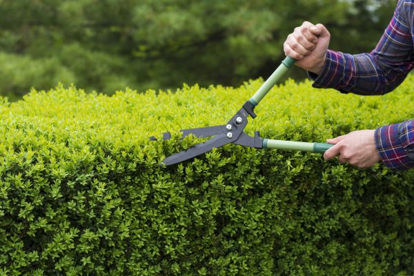 Evergreen Shrub Pruning in Richland