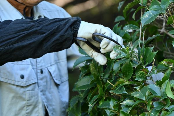 Holly Pruning in Richland