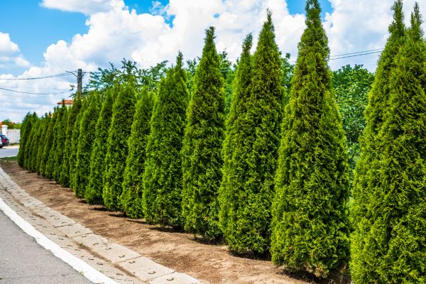 Cost of Arborvitae Shearing in Richland
