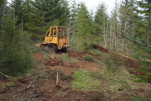 Cost of Shrubbery Clearing in Richland