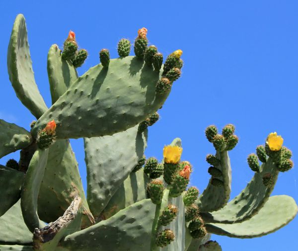 Cactus Removal in Richland