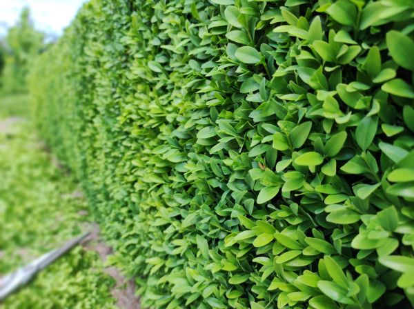 Cost of Boxwood Pruning in Richland