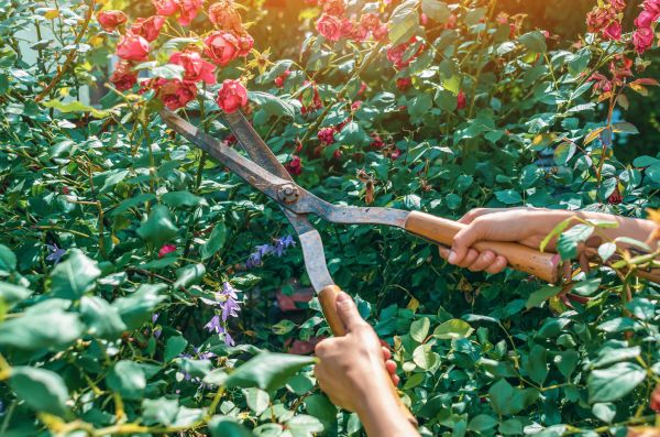 Knockout Roses Pruning in Richland
