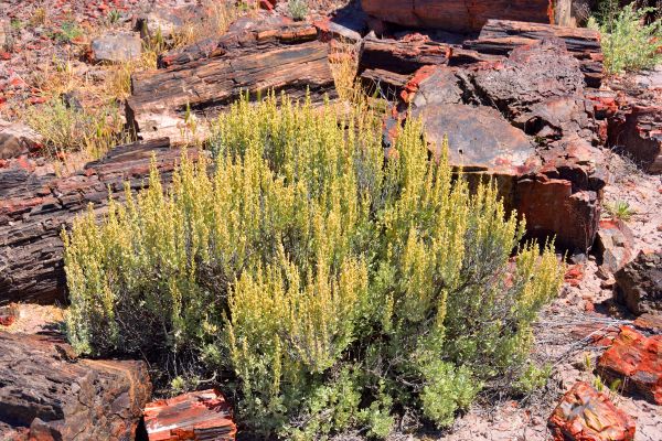 Sagebrush Removal in Richland