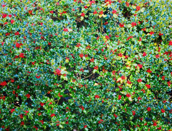 Holly Bush Removal in Richland