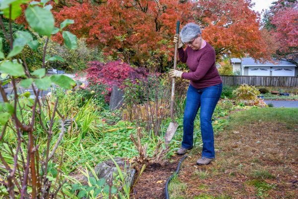 Dead Bush Removal in Richland