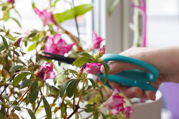 Azalea Pruning in Richland