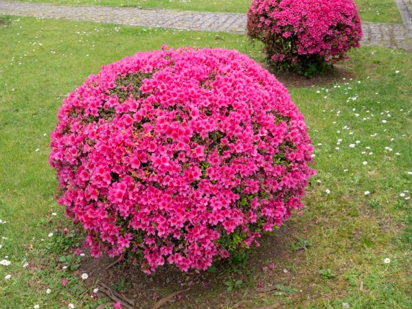 Cost of Rhododendron Pruning in Richland