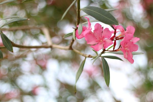 Oleander Removal in Richland