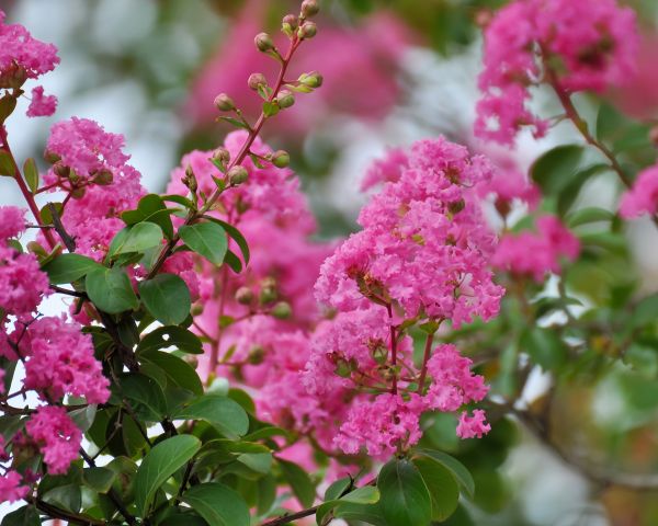 Crepe Myrtle Removal in Richland