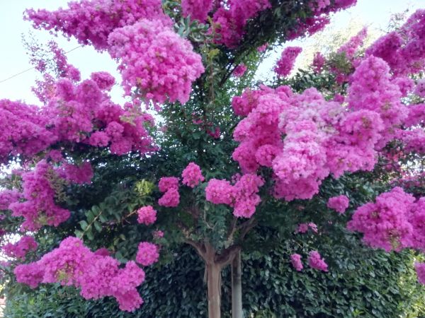 Cost of Crape Myrtle Pruning in Richland