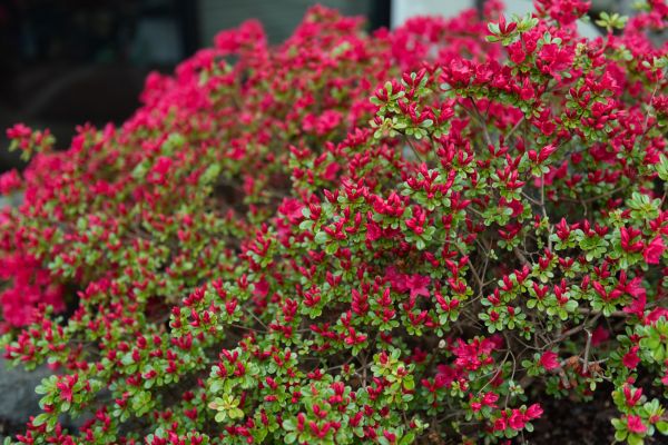 Cost of Weigela Removal Service in Richland