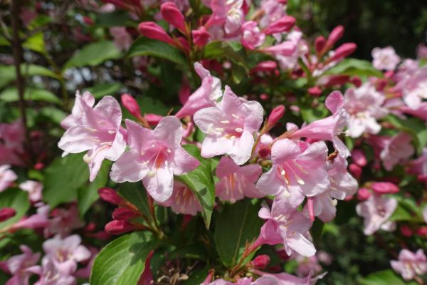 Cost of Weigela Pruning Service in Richland