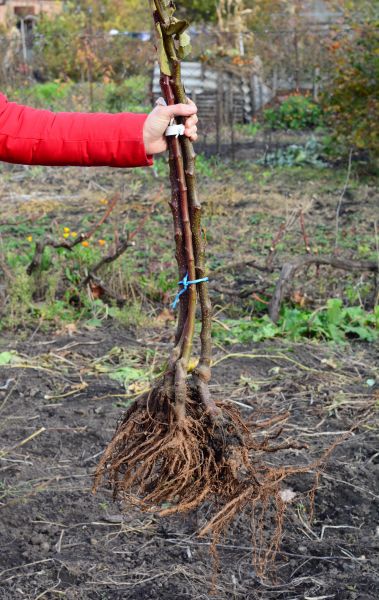 Shrub Root Removal in Richland