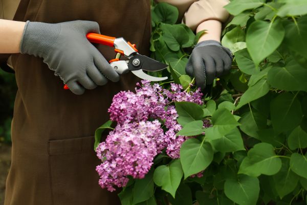 Cost of Lilac Pruning Service in Richland