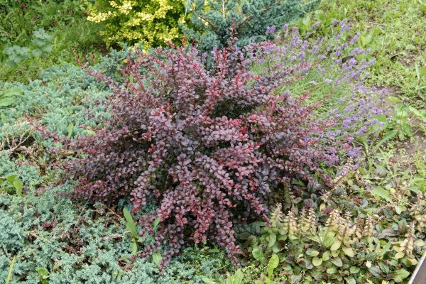 Cost of Japanese Barberry Removal in Richland