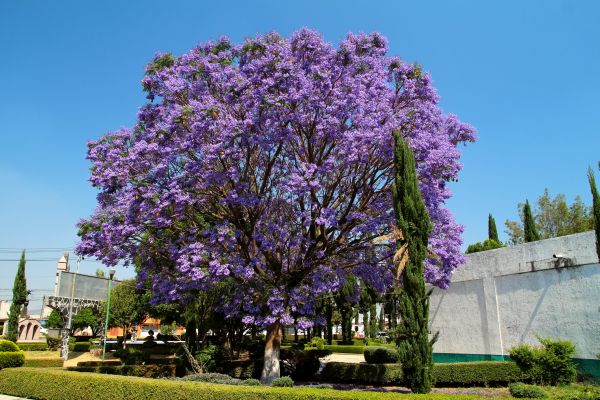 Jacaranda Pruning in Richland