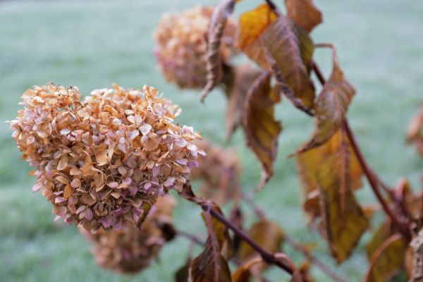 Cost of Hydrangea Removal in Richland